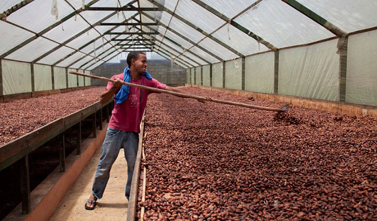 phoi kho ca cao phơi khô hạt cacao