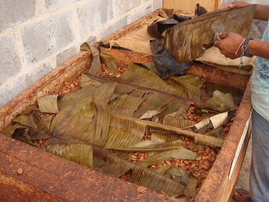 lên men hạt ca cao lên men hạt cacao