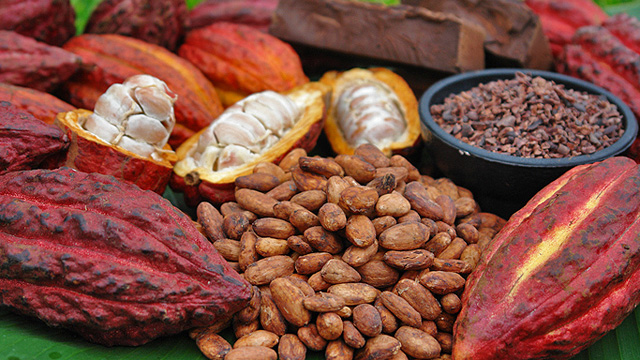 tach hat cacao tách hạt cacao