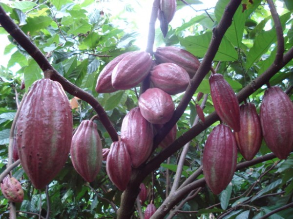 thu hoạch ca cao thu hoạch cacao